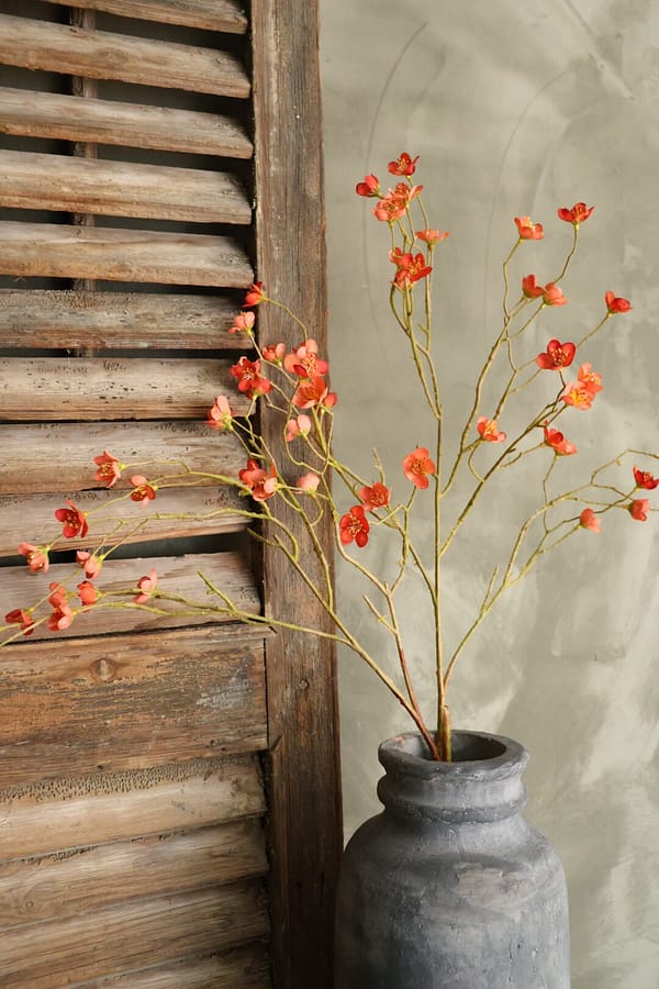 Prunus mume oranje