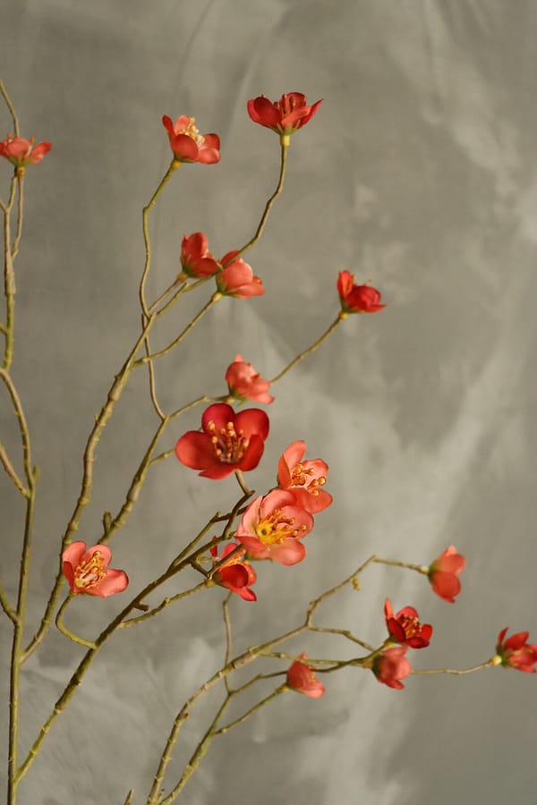 Prunus mume oranje - Afbeelding 2