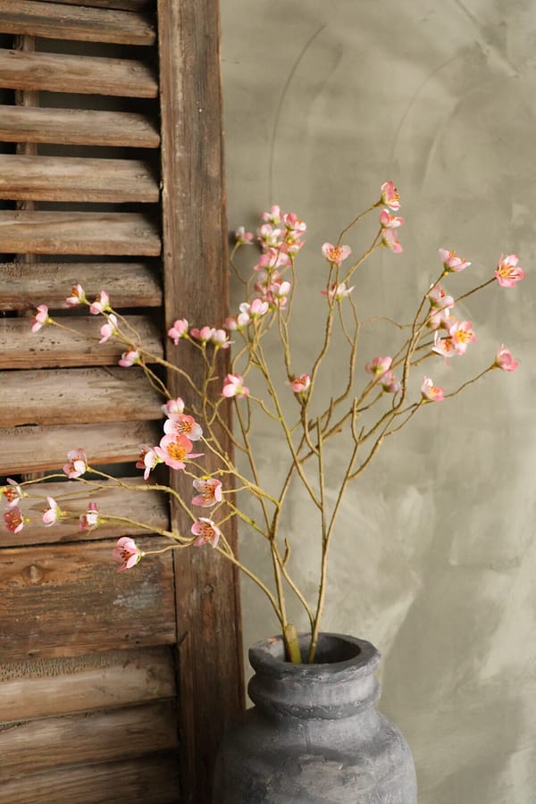 Prunus mume roze