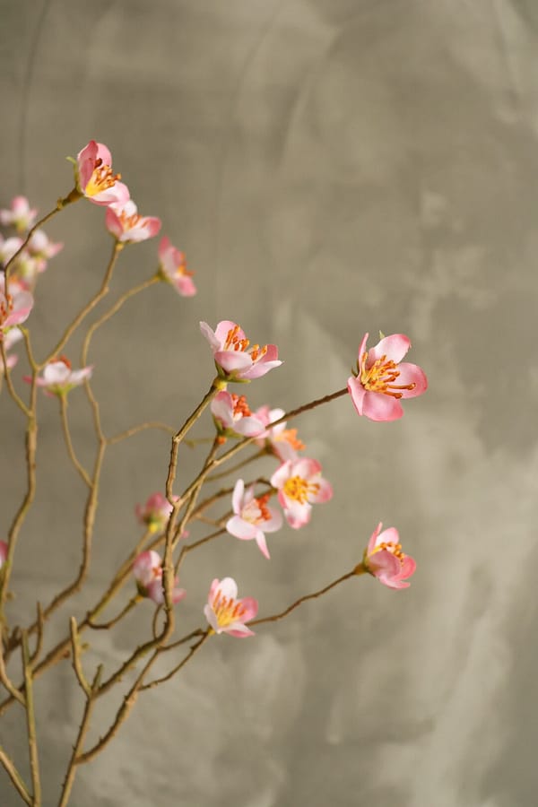 Prunus mume roze - Afbeelding 2