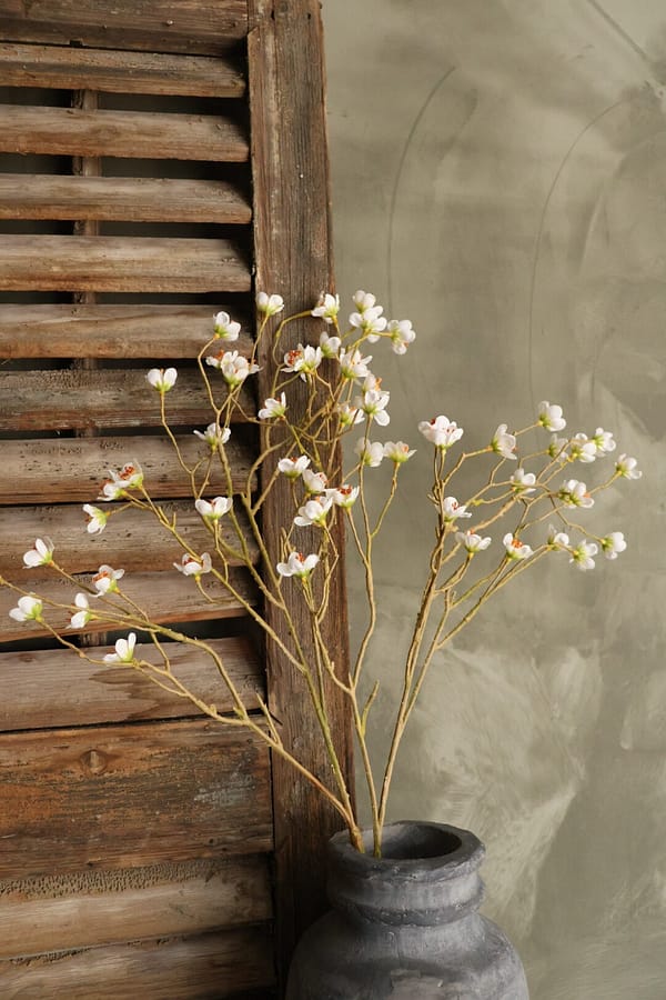 Prunus mume wit