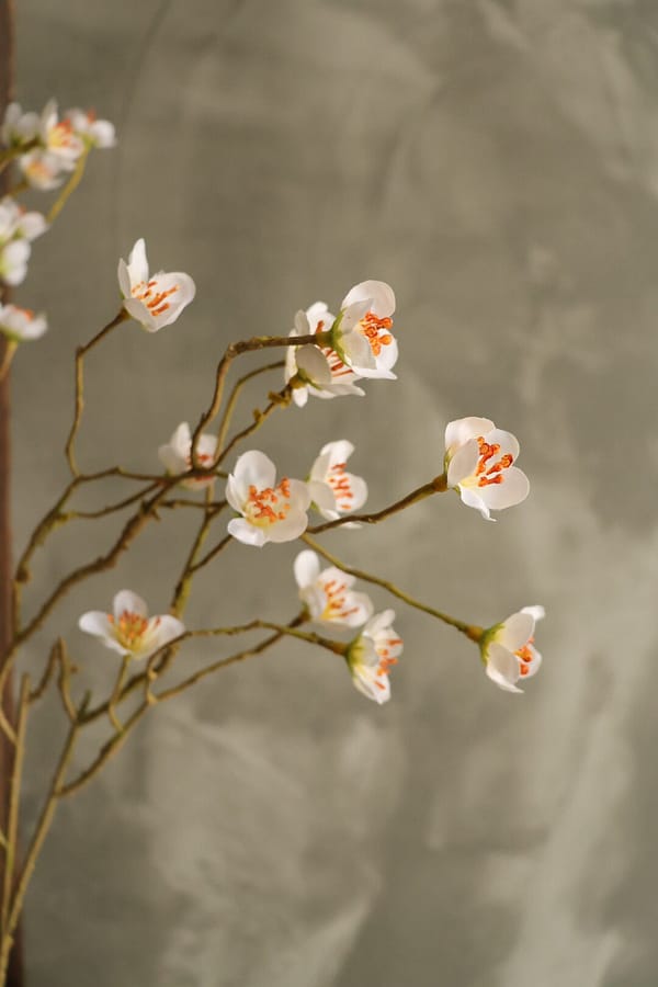 Prunus mume wit - Afbeelding 2