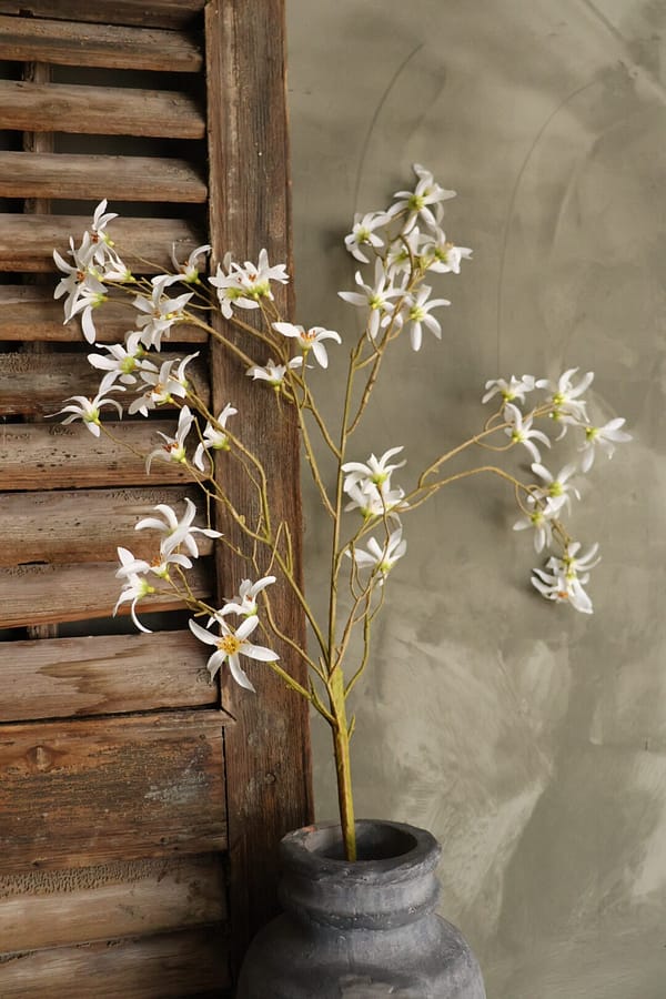 Magnolia wit