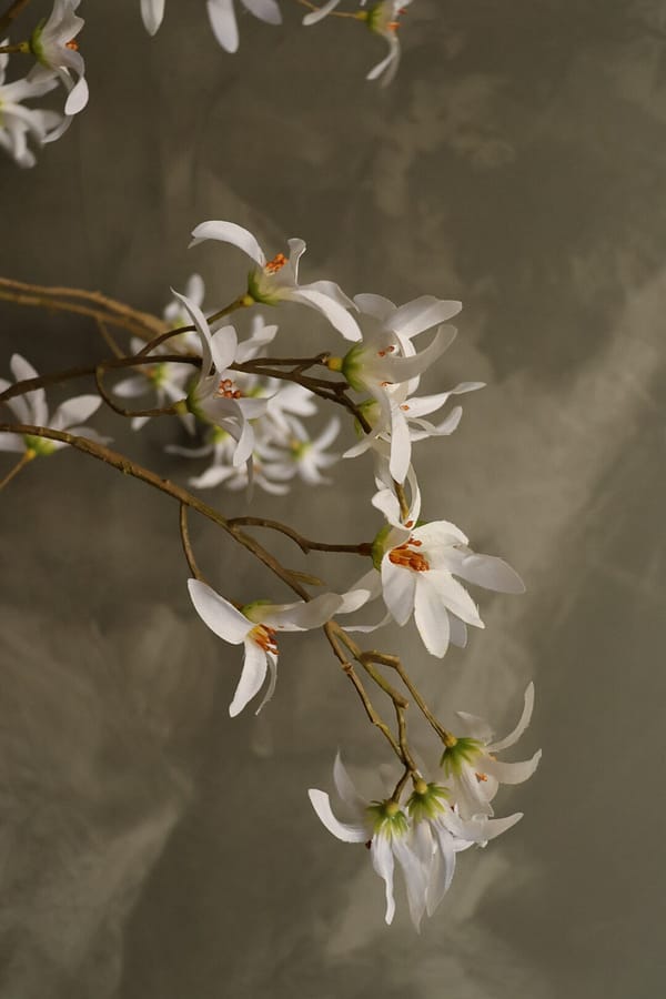 Magnolia wit - Afbeelding 2
