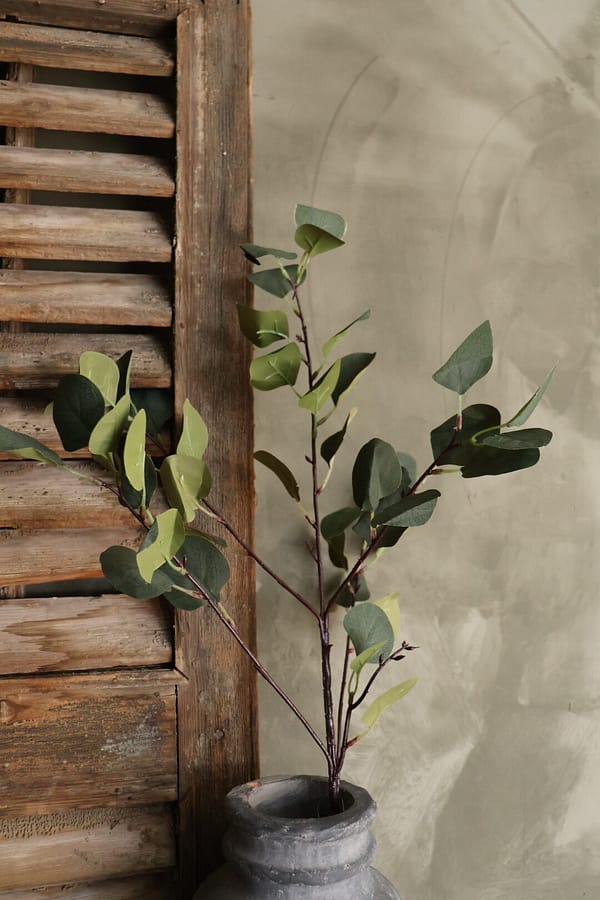 Eucalyptus