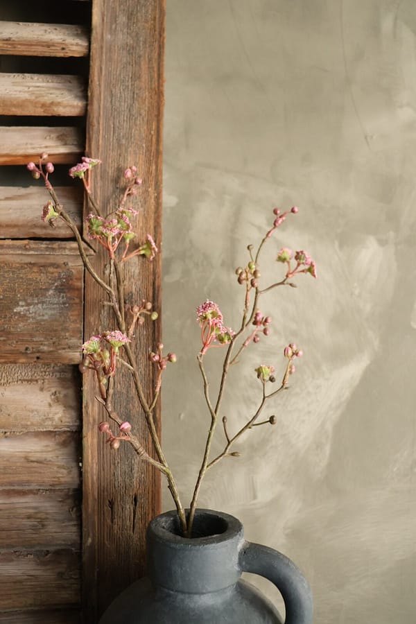 Prunus Janasakura Vika roze