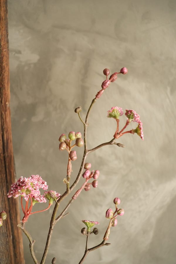 Prunus Janasakura Vika roze - Afbeelding 2