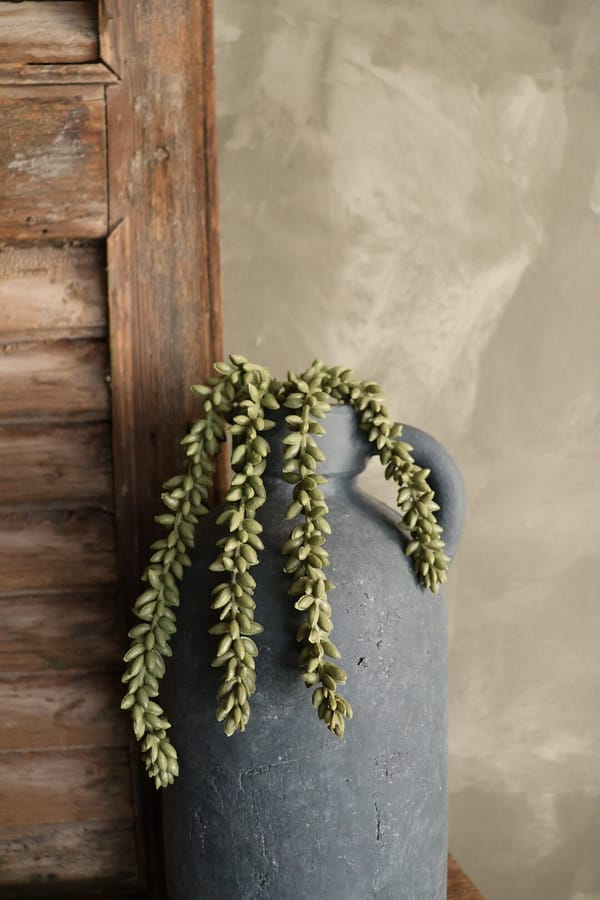 Erwtenplant groen