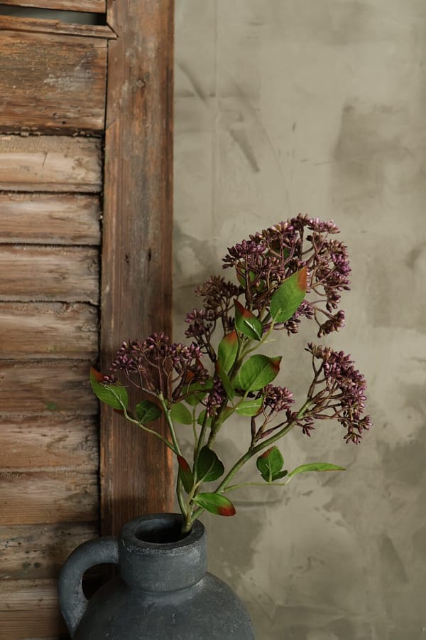 Fuchsia Prunus L