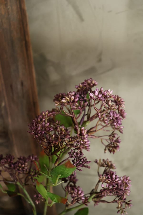 Fuchsia Prunus L - Afbeelding 2