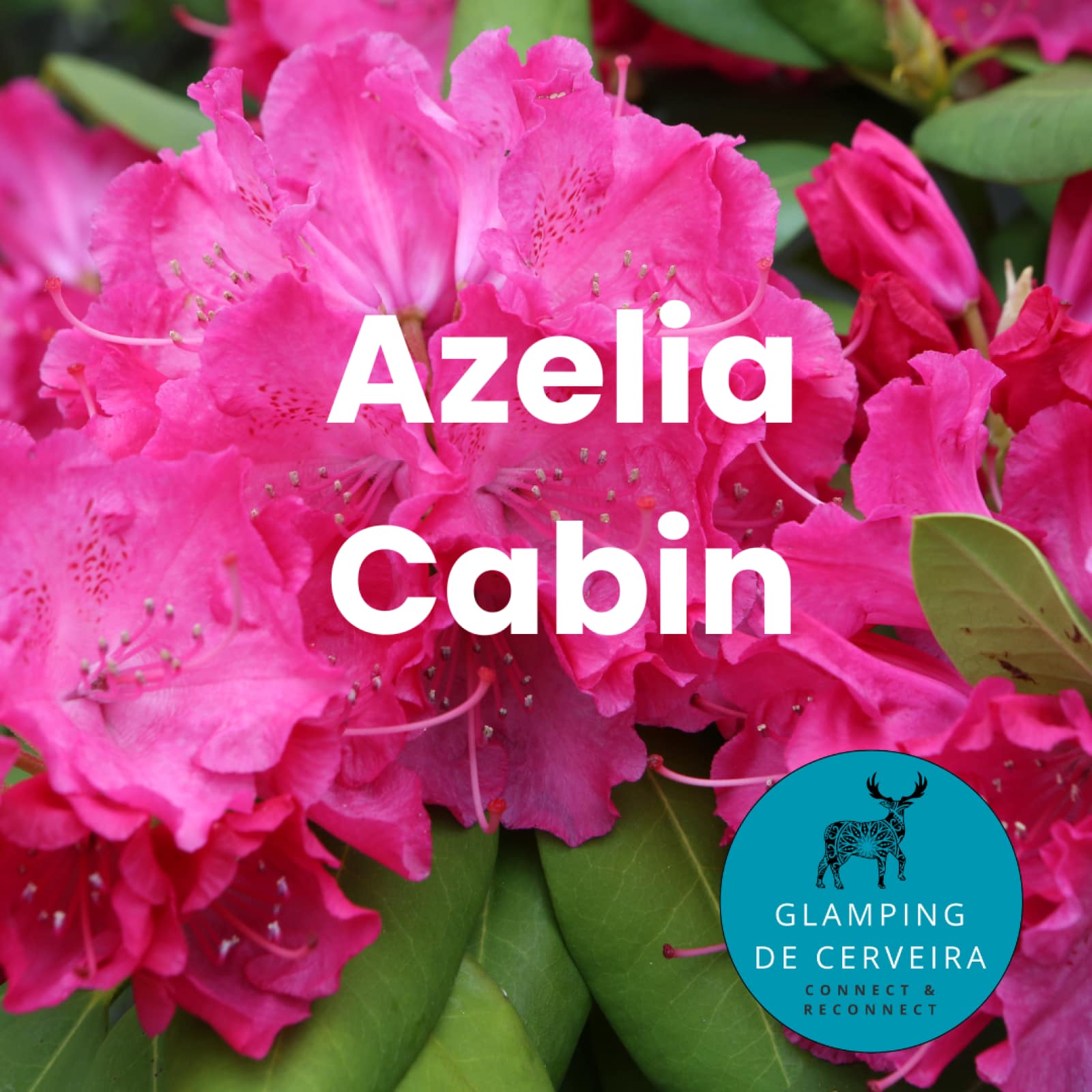 azalea-cabin-glamping-de-cerveira