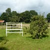 Appelboom Dijkmanszoet