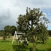 Appelboom Dijkmanszoet - Afbeelding 2