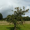 Appelboom Dijkmanszoet - Afbeelding 3