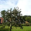 Appelboom Dijkmanszoet - Afbeelding 4