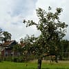 Appelboom Dijkmanszoet - Afbeelding 5