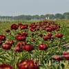 Pioenroos ‘Buckeye belle’ - Afbeelding 6
