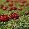 Pioenroos ‘Buckeye belle’ - Afbeelding 5