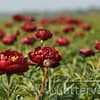 Pioenroos ‘Buckeye belle’ - Afbeelding 2