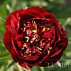 Pioenroos ‘Buckeye belle’