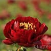 Pioenroos ‘Buckeye belle’ - Afbeelding 4