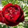 Pioenroos ‘Buckeye belle’ - Afbeelding 3