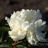 Pioenroos ‘Duchesse de nemours’