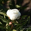 Pioenroos ‘Duchesse de nemours’ - Afbeelding 2
