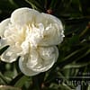 Pioenroos ‘Duchesse de nemours’ - Afbeelding 3