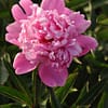 Pioenroos ‘Edulis supreme’ - Afbeelding 2