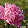 Pioenroos ‘Edulis supreme’