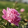 Pioenroos ‘Edulis supreme’ - Afbeelding 4