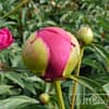 Pioenroos ‘Felix Crousse’ - Afbeelding 5