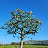 Hoogstam appelboom Goudreinet - Afbeelding 10