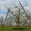 Hoogstam appelboom Jonagold