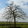 Hoogstam appelboom Jonagold - Afbeelding 2