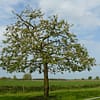 Hoogstam appelboom Jonagold - Afbeelding 5