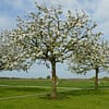 Hoogstam appelboom Jonagold - Afbeelding 4