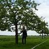 Hoogstam appelboom Jonagold - Afbeelding 3