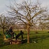 Hoogstam appelboom Goudreinet - Afbeelding 9