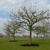 Hoogstam appelboom Goudreinet - Afbeelding 8