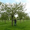 Hoogstam appelboom Goudreinet - Afbeelding 7