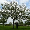 Hoogstam appelboom Goudreinet - Afbeelding 6