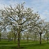Hoogstam appelboom Goudreinet - Afbeelding 4