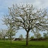 Hoogstam appelboom Goudreinet - Afbeelding 5
