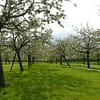 Hoogstam appelboom Goudreinet - Afbeelding 2
