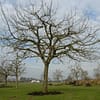 Hoogstam appelboom Goudreinet