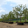 Hoogstam appelboom Goudreinet - Afbeelding 3