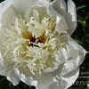 Pioenroos ‘Immaculée’