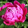 Pioenroos ‘Karl Rosenfield’